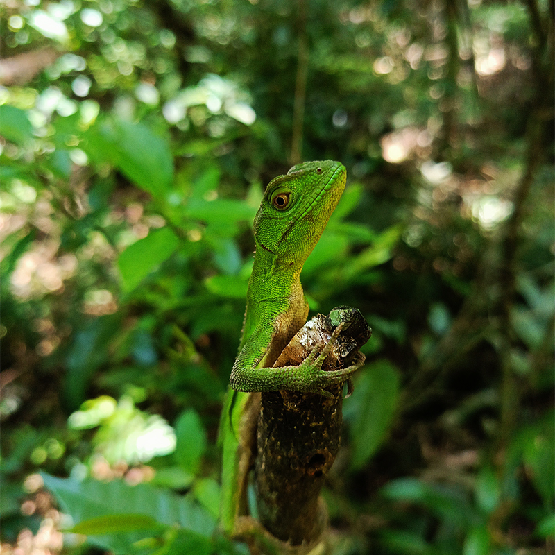 Lagarto-verde sobre galho na Mata Atlântica durante a Trilha da Cascata da Nascente do Rio dos Sinos, em Caraá.